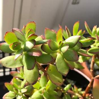 天狗の舞の投稿画像一覧 Greensnap グリーンスナップ