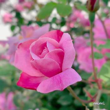 庚申薔薇の投稿画像一覧 Greensnap グリーンスナップ