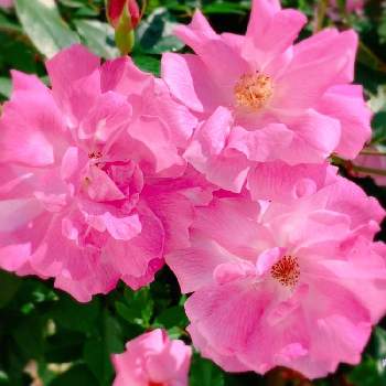 庚申薔薇の投稿画像一覧 Greensnap グリーンスナップ