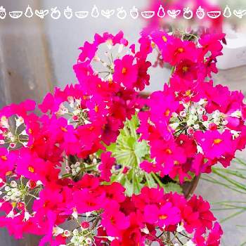 サクラソウの花の画像 by gogomasap   さん | バルコニー/ベランダとサクラソウとサクラソウの花と今日のお花とＧＳの繋がりに感謝✨と医療現場の人々に感謝と花のある暮らし