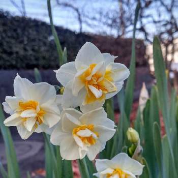 白と黄色の画像 by トッコさん | お出かけ先と山野草と白と黄色とお花大好きと散歩と水仙の花