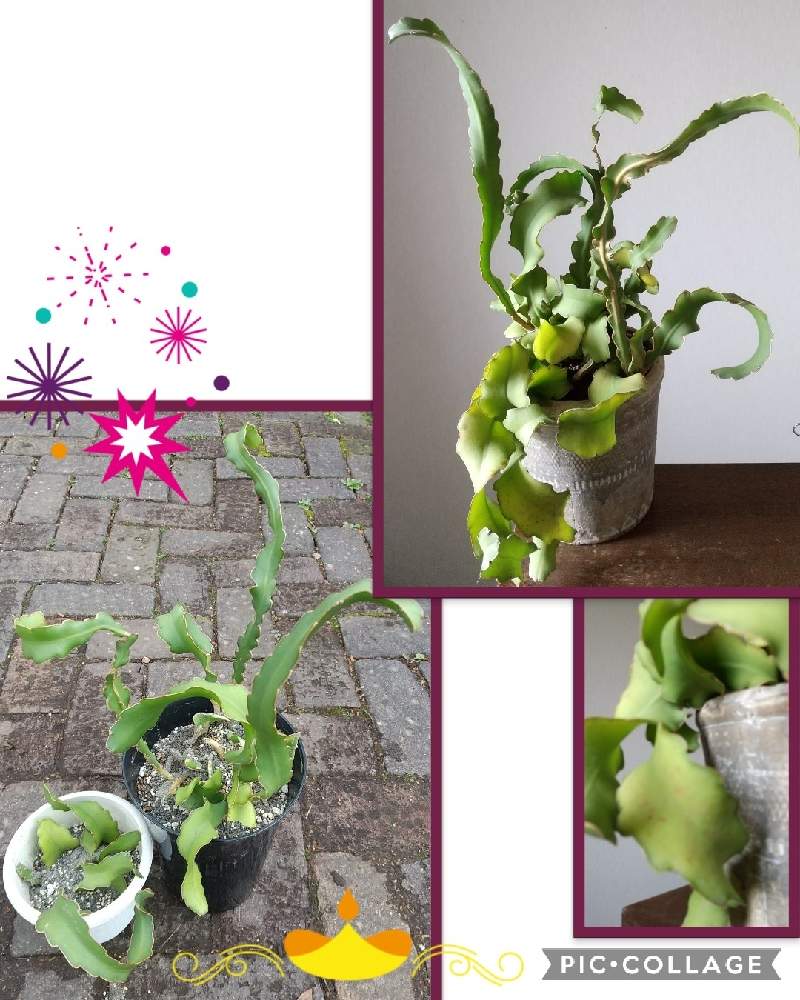 成長が楽しみの投稿画像 By はてはぁなさん いい感じ とチーム岐阜と鉢植えと植え替え完了 とエピフィルム グアテマレンシスとテラスと成長が楽しみといい感じ とチーム岐阜と鉢植えと植え替え完了 21月1月26日 Greensnap グリーンスナップ Greensnap