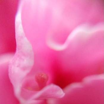 妖艶な花の画像 by お伽草詩さん | 部屋と妖艶な花とマクロレンズ（100均）と魅力的とアザレア♪と濃いピンクの花とマクロ撮影挑戦と洋物植物と素敵