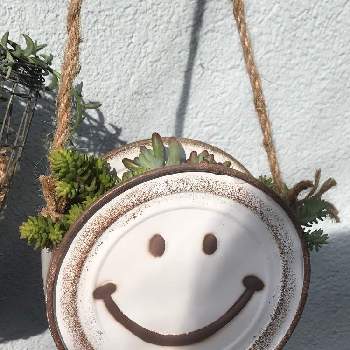 寄せ植え ふぅの投稿画像一覧 Greensnap グリーンスナップ