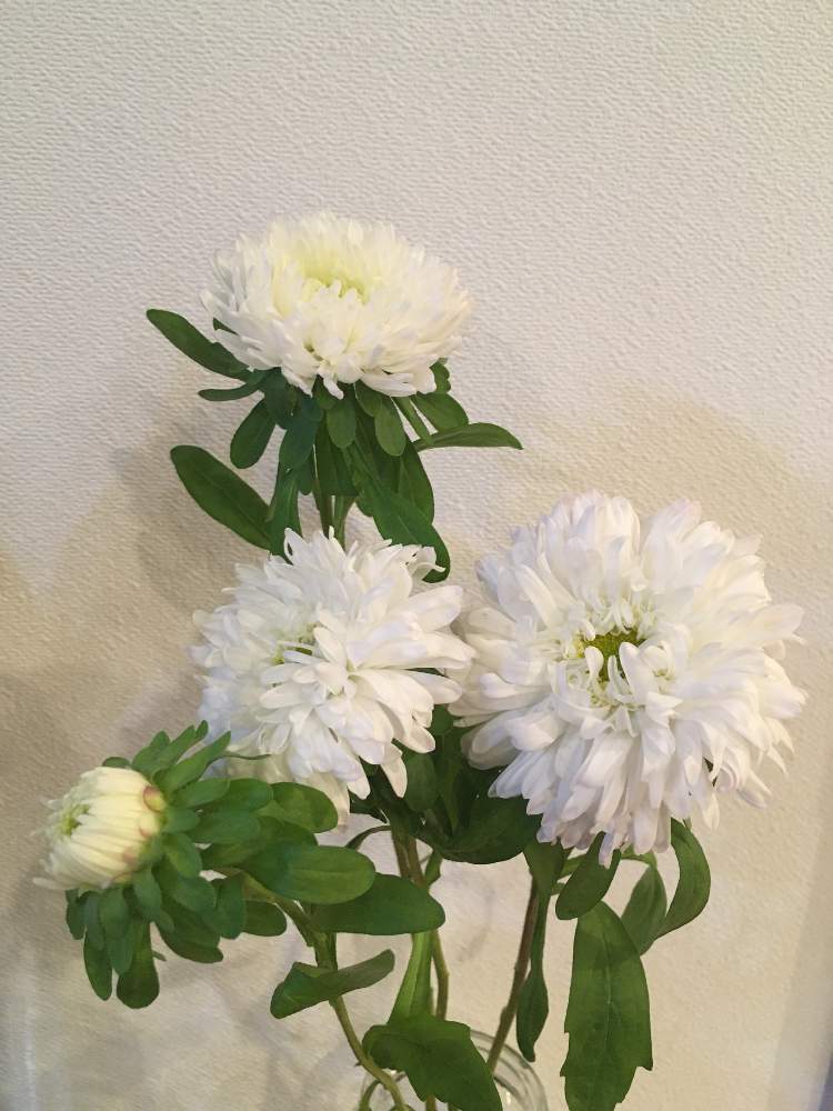 アスター マシュマロmixの投稿画像 By Mnsmamaさん 21月1月26日 Greensnap グリーンスナップ