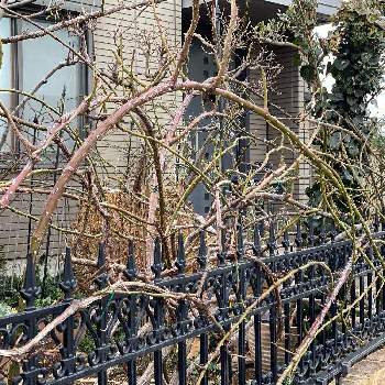 薔薇の誘引の投稿画像一覧 Greensnap グリーンスナップ