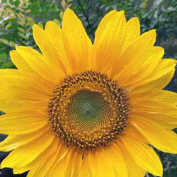 大輪ひまわりの投稿画像一覧 Greensnap グリーンスナップ