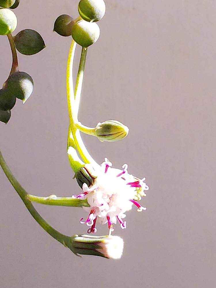 グリーンネックレスの投稿画像 By M M77さん 多肉とグリーンネックレスのお花とインドアグリーンと多肉植物とシェードガーデンとナチュラルガーデンとおうち園芸とお部屋と多肉植物と日向向きのお花と小さな庭 と小庭 と小さな幸せ とガーデニングと小さな小さな庭