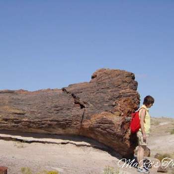 巨木シリーズの画像 by maro’sさん | お出かけ先と木化石( 珪化木)と巨木シリーズとアメリカ国立公園とアリゾナ州とナンヨウスギ科と巨木とアメリカ