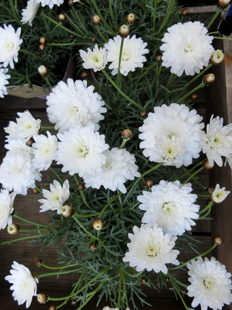マーガレットの投稿画像 By Kevinさん マーガレット モリンバと素敵 と癒しとおうち園芸とお花大好き と可愛いと花のある暮らしと マーガレットとかわいいと白い花とヨーロッパ原産 21月1月27日 Greensnap グリーンスナップ