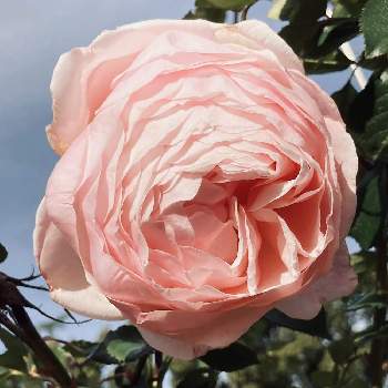 バラ マダムフィガロの投稿画像一覧 Greensnap グリーンスナップ