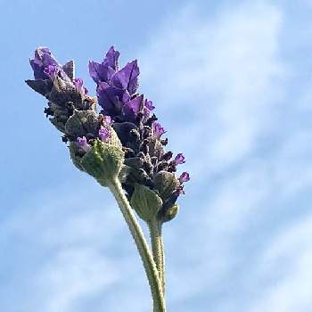 ラベンダーデンタータの画像 by 京紫さん | 紫色の花と冬の植物と冬の空とラベンダー☆とハーブと青空と植物❤︎とラベンダーデンタータと❥植物❥空模様❥コラボ❥といやし♪とiPhone撮影と青空