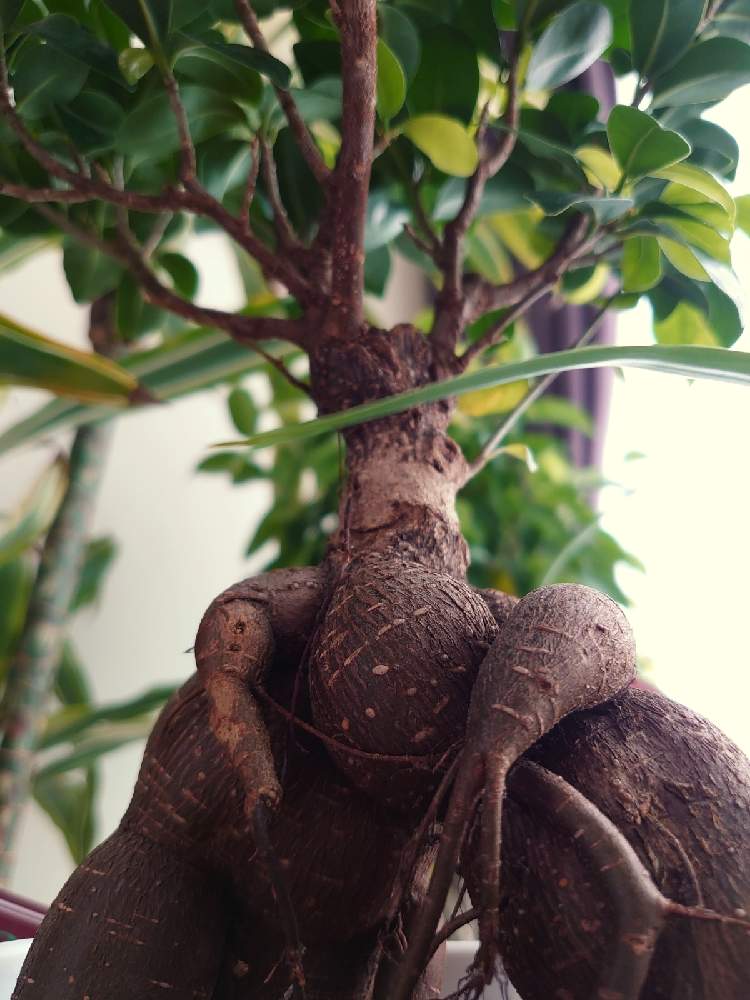 ガジュマルの投稿画像 By Rinさん 観葉植物と植物のある暮らしと癒やしと気根と植物大好きと植物中毒と植物女子 21月1月27日 Greensnap グリーンスナップ