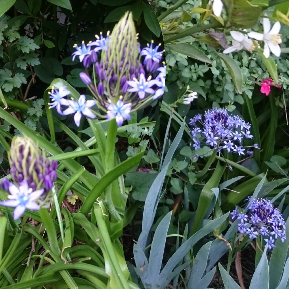 シラーの投稿画像 By Chieさん 球根と紫の花と今日のお花とおうち園芸 21月1月27日 Greensnap グリーンスナップ