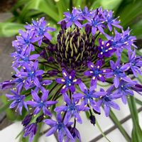 シラー,シラー・ペルビアナ,今日のお花の画像