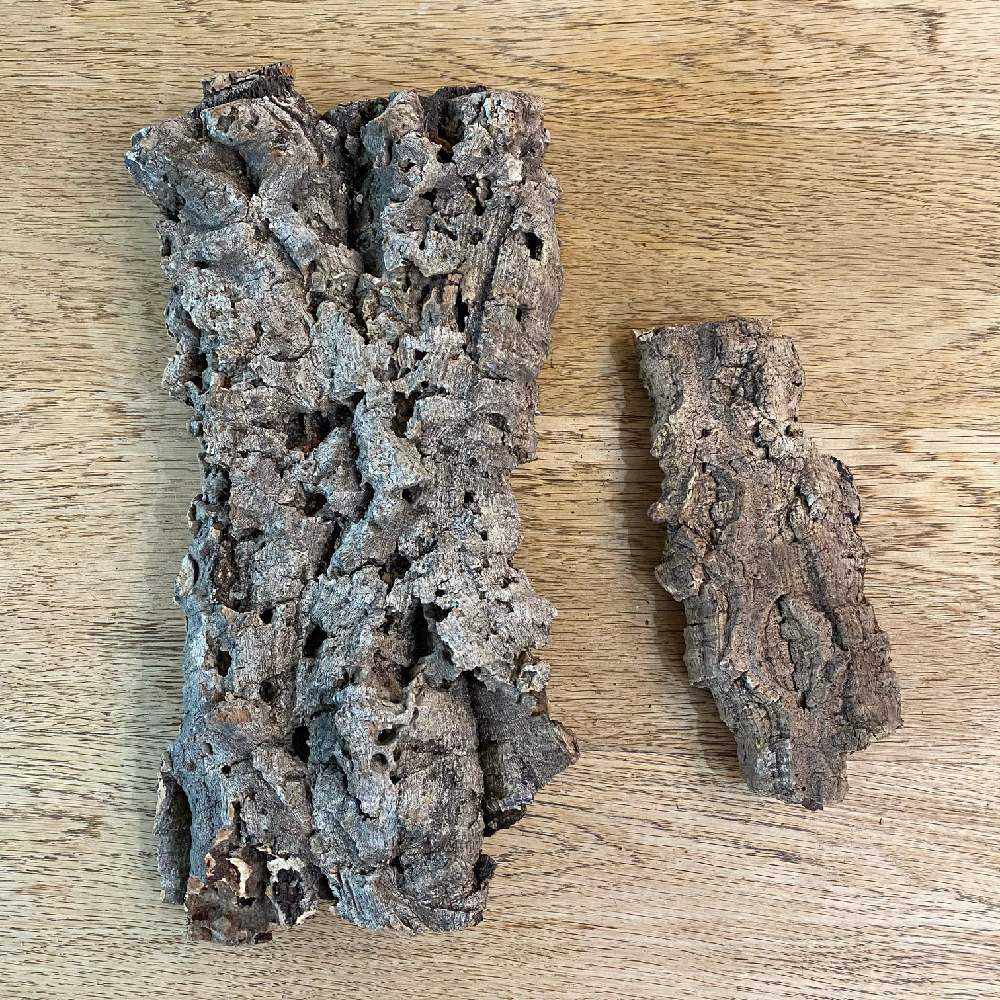 P. willinckii 'Bogor' spore 成長記録 2023.11.3｜🍀GreenSnap