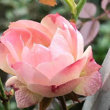 四季咲きミニ薔薇の画像 by グリーンベル♪ さん | 四季咲きミニ薔薇と水曜ローズショー