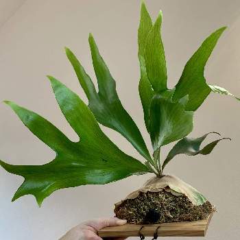 クリプトモスの投稿画像一覧 Greensnap グリーンスナップ