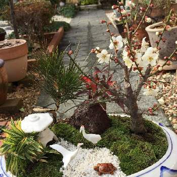 松竹梅寄せ植えの投稿画像一覧 Greensnap グリーンスナップ