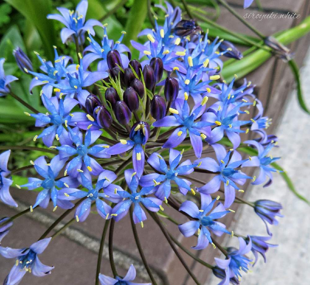 名前教えてもらいました の投稿画像 By しろさん 思い出の花と初投稿と懐かしいと今日のお花とgsに感謝 と印象的とブルーの花とシラー ペルビアナとオオツルボとシラー とシラー ペルビアナの花とオオツルボ とシラーと名前教えてもらいました と思い出の花と初