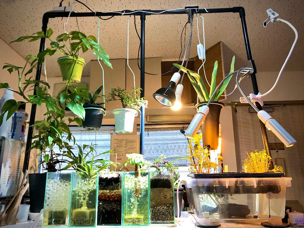 パキラの投稿画像 By たし 根っこで水耕栽培さん モンステラと真柏とアロエ プリカティリスと磯山椒とエシャロットとブロッコリースプラウトとキッチンとhydroponicsと観葉植物とledライトと家庭菜園とa Neccoとアクアポニックスと 水耕栽培と塊根植物と根っこフェチと