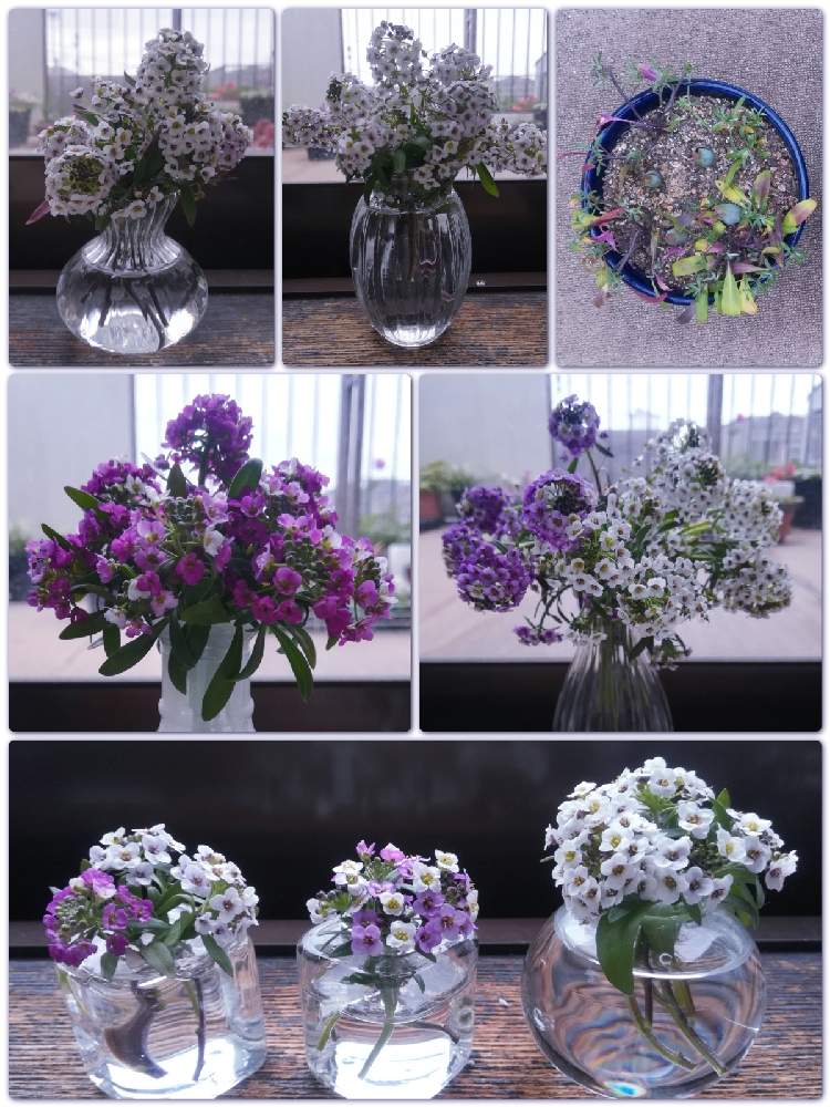 アリッサムの投稿画像 By Tomさん たねからの幸せと種からと小さい花瓶とbefore Afterと種から育てる とガラスの花瓶と百均花瓶と切り戻し とタネからと切り戻し花と切り花を楽しむ 21月1月27日 Greensnap グリーンスナップ