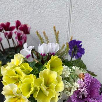 プリムラジュリアン マスカットのジュレの画像 by gdnaさん | ビオラとガーデンシクラメンとハボタンとプリムラジュリアン マスカットのジュレと開花と寄せ植えと冬の花と黄色の花と鉢植えと白い花と紫の花