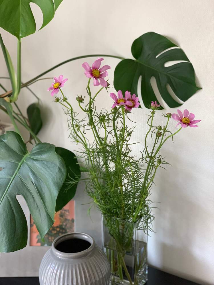 コスモスの投稿画像 By ぐれこさん モンステラと花のある暮らしとお気に入りの器や花瓶と植物 21月1月27日 Greensnap グリーンスナップ