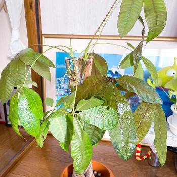 葉っぱが変色したパキラさんの投稿画像一覧 Greensnap グリーンスナップ