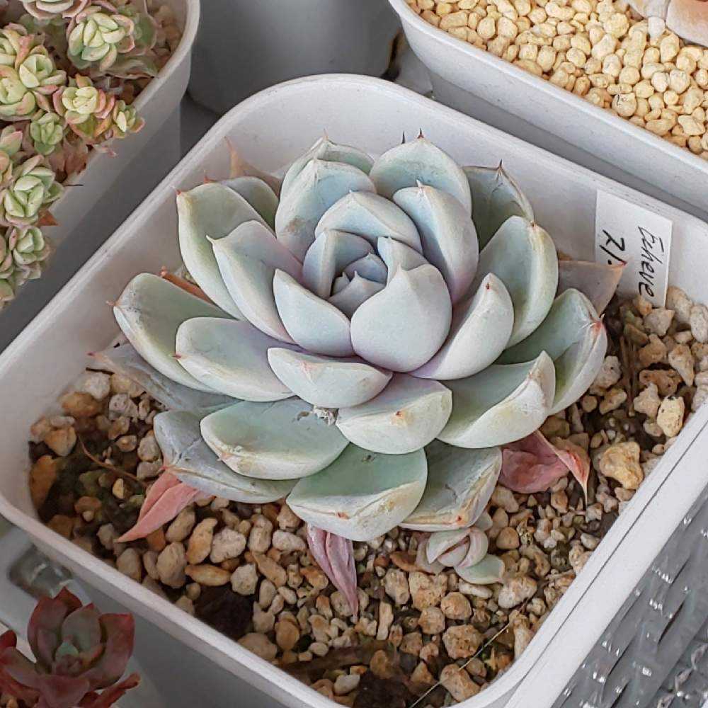 ピーチプリデ多肉植物 抜き苗 【公式通販】