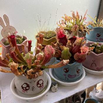食虫植物さんの画像 by ジョンナランさん | テラスと食虫植物さんとお気に入りの器や花瓶と植物