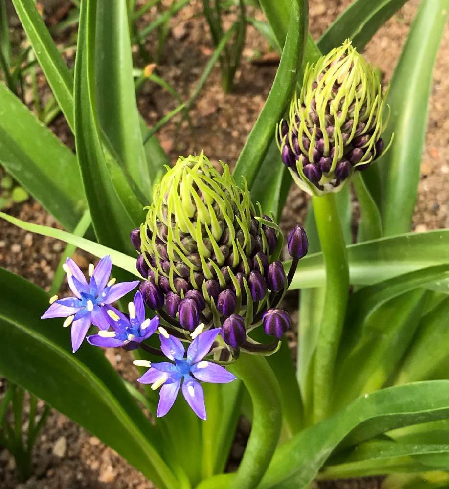 シラー ペルビアナの投稿画像 By みゆさん 青い花と青い花大好きとシラーと小さな庭と青い花と青い花大好き 21月1月27日 Greensnap グリーンスナップ Greensnap グリーンスナップ