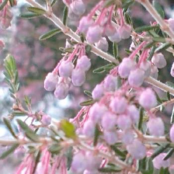 スズランエリカ の投稿画像一覧 Greensnap グリーンスナップ