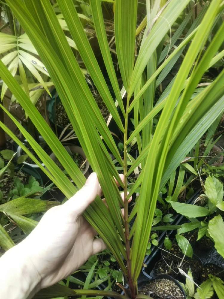 超激レア ミュールパーム①（Mule palm）