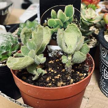 水不足の投稿画像一覧 Greensnap グリーンスナップ