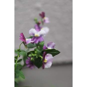 １月の花の画像 by 我楽多さん | 小さな庭とネメシアと１月の花とOLY ED 75mm F1.8とOM-D E-M1Ⅱ