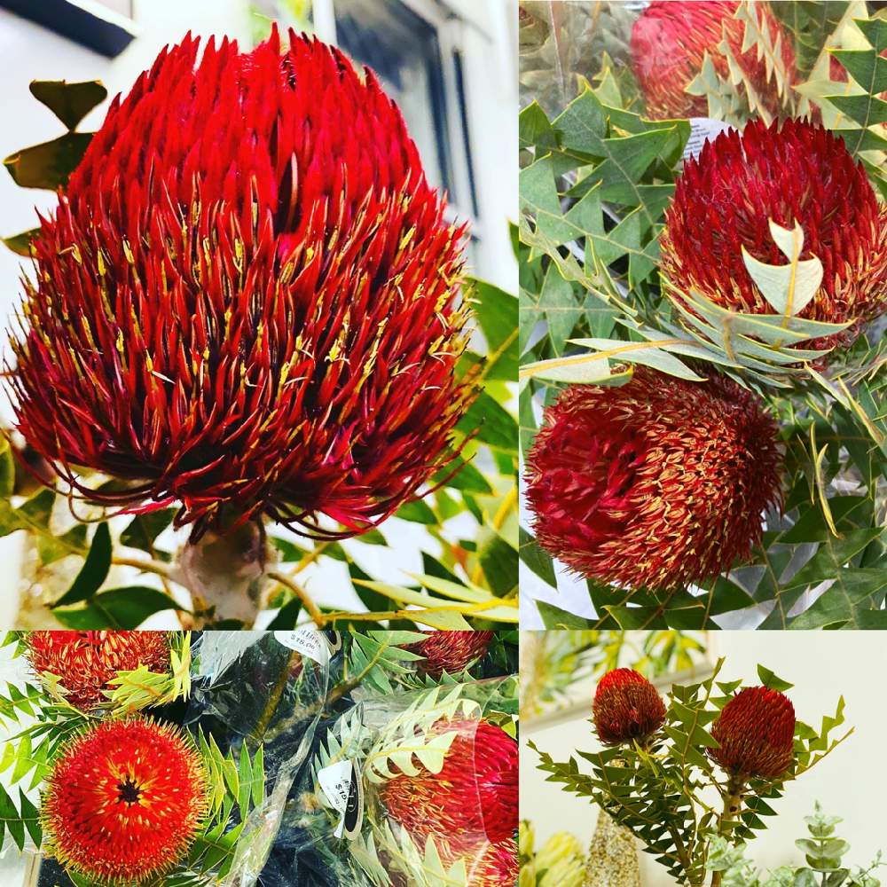 Banksiaの投稿画像 By マッキーaus さん オージープランツ大好きとオーストラリアプランツとブリスベンとaustralia Qldとオーストラリアとオージープランツとaustralia Brisbaneと バンクシアとbanksiaとオージープランツ大好きとオーストラリアプランツとブリスベンと