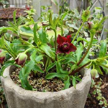 クリスマスローズ クレオパトラの投稿画像一覧 Greensnap グリーンスナップ