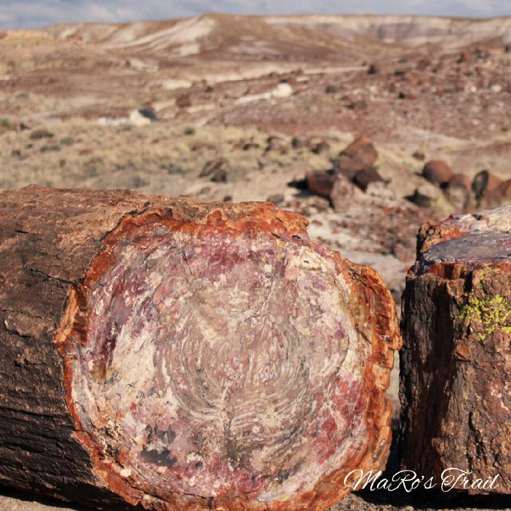 木化石 珪化木 の投稿画像 By Maro Sさん 巨木シリーズとアメリカ国立公園とアリゾナ州とナンヨウスギ科と巨木とアメリカ 21月1月28日 Greensnap グリーンスナップ