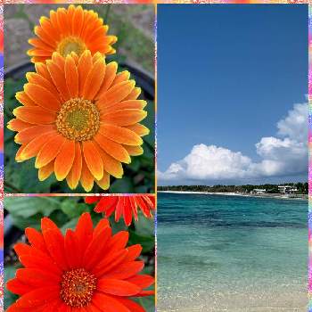黄色の花♡の画像 by スモークツリーさん | 小さな庭と赤い花♡と黄色の花♡とビタミンカラーのお花♡と花のある暮らしと沖縄の海