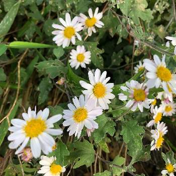 リュウノウギクの投稿画像一覧 Greensnap グリーンスナップ