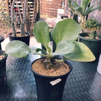 パネルヒーターの投稿画像一覧 Greensnap グリーンスナップ