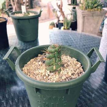 パネルヒーターの投稿画像一覧 Greensnap グリーンスナップ