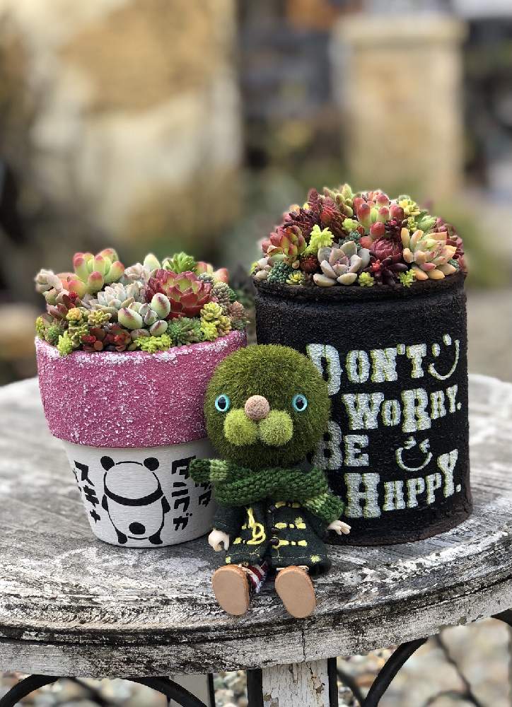 多肉植物の投稿画像 By Sweetbasketさん Htc No 250とチマチマワークショップとhtcとフェイク苔玉とキュンキュン乙女倶楽部とキュンキュン乙女倶楽部no 7とありがとうございましたと多肉植物寄せ植えとマルコちゃんとゆるキャラ倶楽部とちまちま寄せと参加者さんの作品