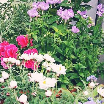 バラ咲きジュリアン いちごのミルフィーユの画像 by m_m77さん | 小さな庭とネメシアとハナカンザシとワスレナグサとビオラとジュリアンとレースラベンダーとバラ咲きジュリアン いちごのミルフィーユとピンク！ピンク！ピンク！とビオラ・パンジーとピンクの花とシェードガーデンとピンク❤︎ピンクとナチュラルガーデンとおうち園芸と日向向きのお花と小さな庭♡と小庭❤️と小さな幸せ♡とガーデニングと小さな小さな庭と花のある暮らしと白い花と紫の花と大好きビオラ