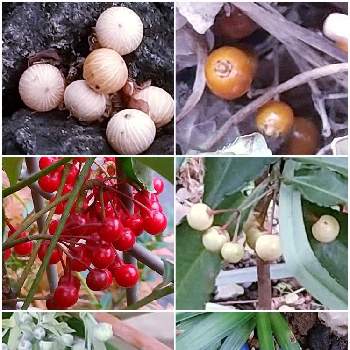 ヘクソカズラの実の投稿画像一覧 Greensnap グリーンスナップ