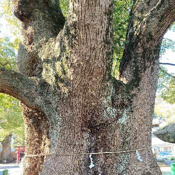 名所名跡の画像 by ペロさん | お出かけ先とクスとお散歩と静岡と名所名跡と巨木古木の木曜日