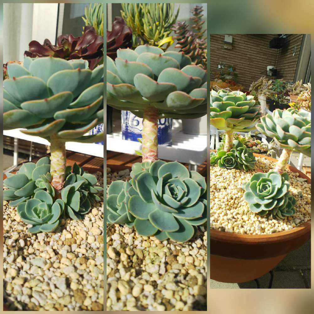 七福神成長記録part2 Greensnap グリーンスナップ