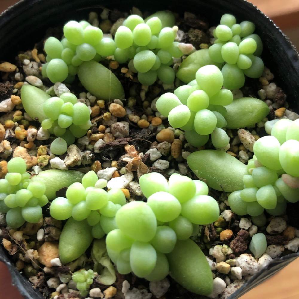 新玉つづり ビアホップ の投稿画像 By にいなさん 窓辺と多肉植物とつぶつふの日と多肉植物とつぶつふの日 21月1月28日 Greensnap グリーンスナップ Greensnap グリーンスナップ