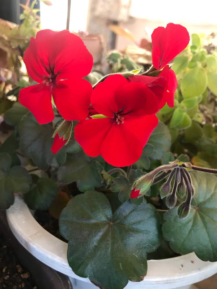 ゼラニウムの投稿画像 By かあこさん 窓辺と赤い花と花のある暮らしと窓辺の花とおうち園芸と赤い花と花のある暮らしと窓辺の花とおうち園芸 21月1月28日 Greensnap グリーンスナップ Greensnap グリーンスナップ